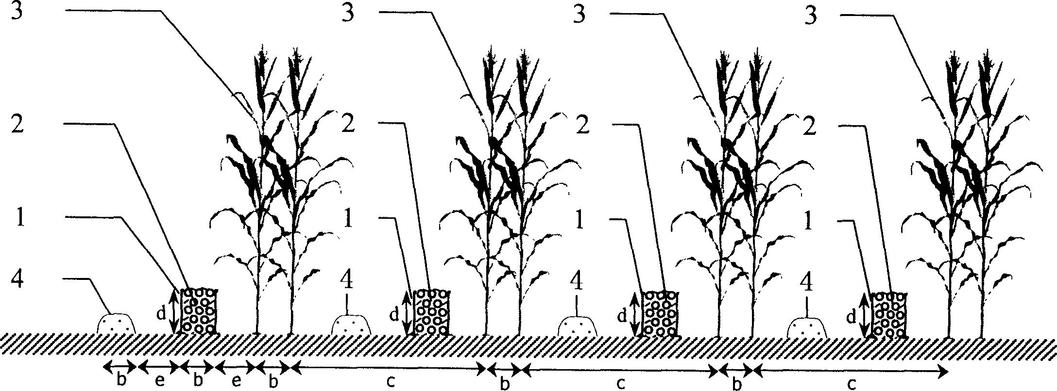 Fallow crop rotation, wind-proofing and moisture-preserving method for cultivating corn