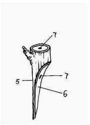 Technique for grafting wild Chinese walnut