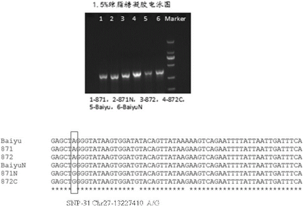 Anti-nuclear polyhedrosis SNP molecular markers for silkworm and application thereof