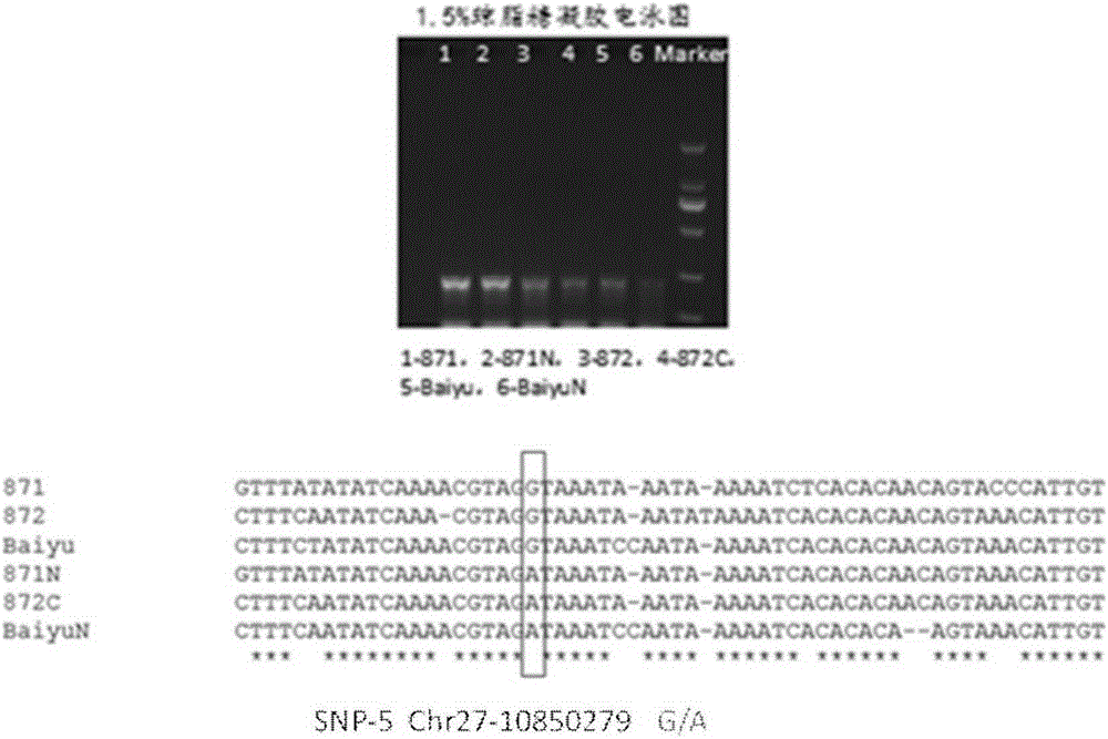 Anti-nuclear polyhedrosis SNP molecular markers for silkworm and application thereof