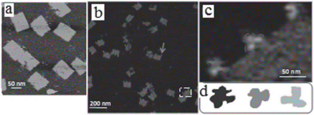 Sample preparation method employing AFM (Atomic Force Microscope) for single antibody molecule imaging