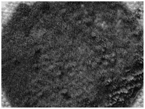 An orange algae artificial turf and its application in coupling ammonium nitrogen wastewater treatment and carotenoid production