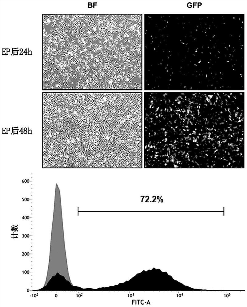 Direct de-differentiation of urine cell into nueral stem cell using synthetic messenger RNA