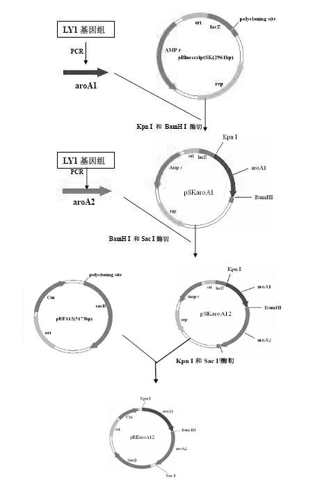 Bordetella bronchiseptica gene deletion strain, vaccine prepared from Bordetella bronchiseptica gene deletion strain and application