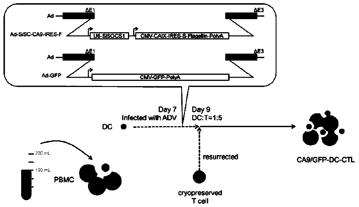 Cytotoxic T lymphocytes with CA9 tumor antigen specificity