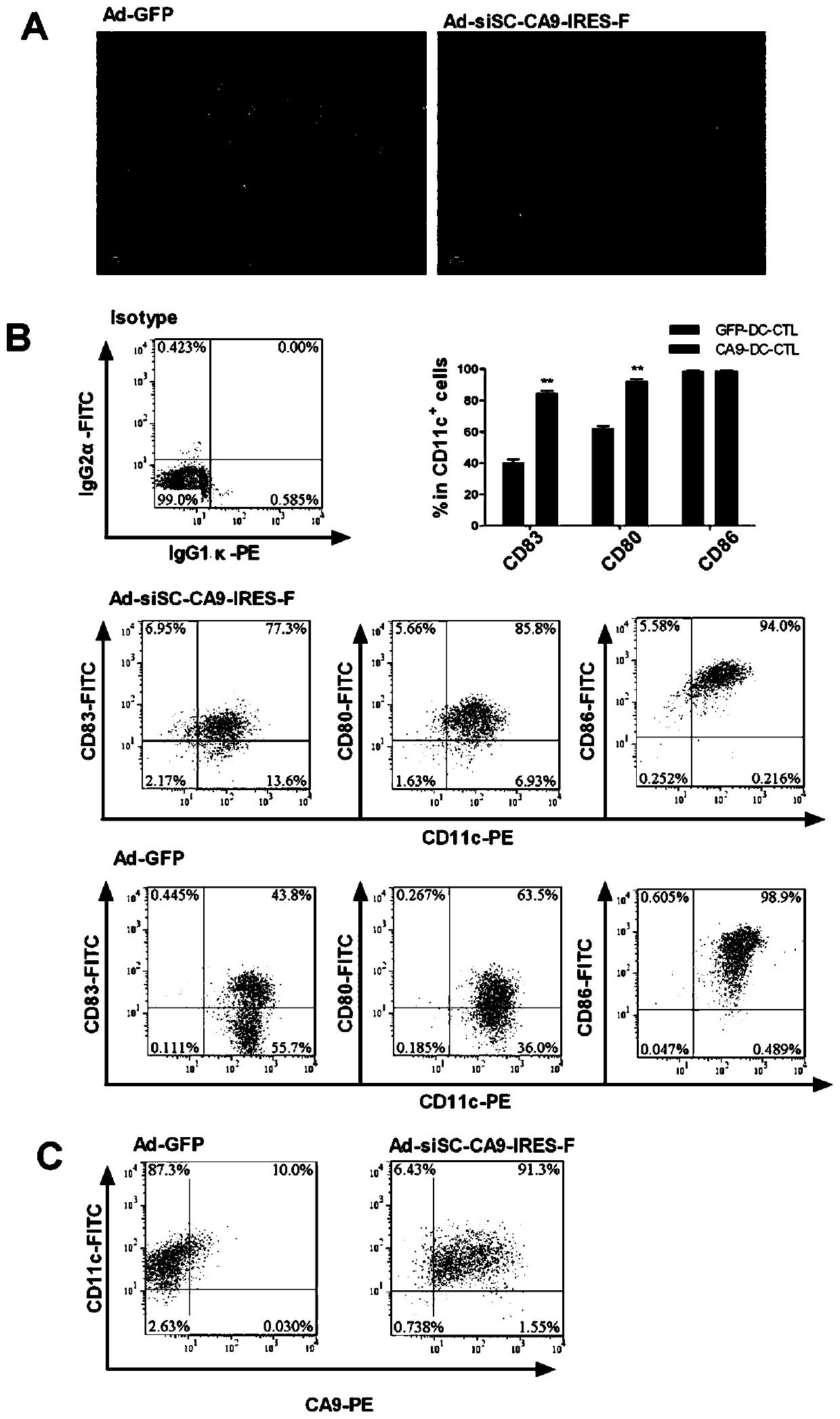 Cytotoxic T lymphocytes with CA9 tumor antigen specificity