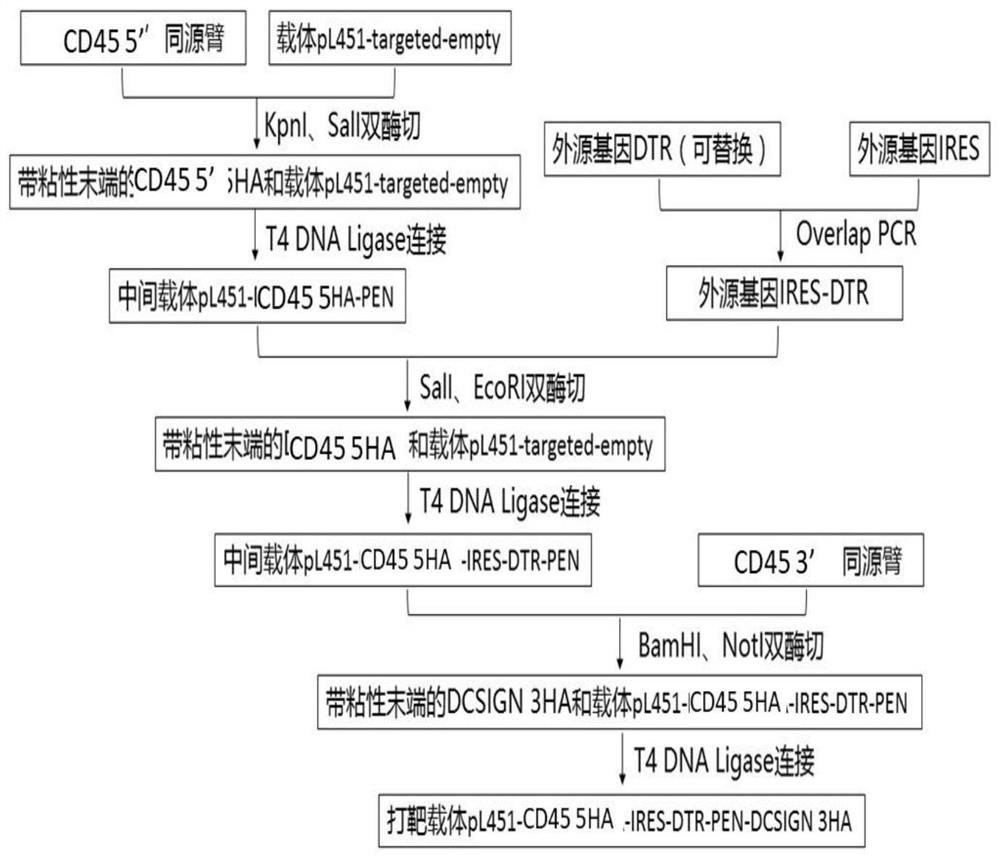 Construction method and application of CD45-DTR transgenic mouse for regulating and removing immune cells by diphtheria toxin