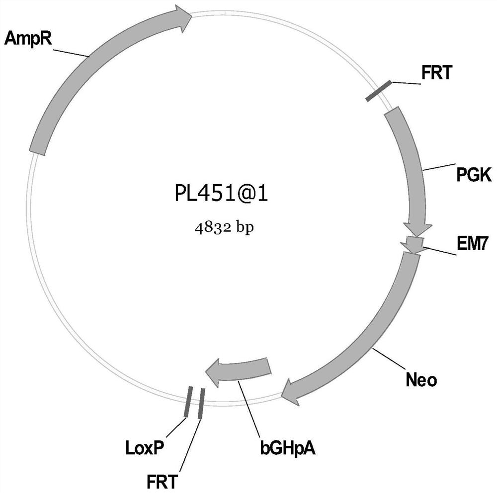 Construction method and application of CD45-DTR transgenic mouse for regulating and removing immune cells by diphtheria toxin