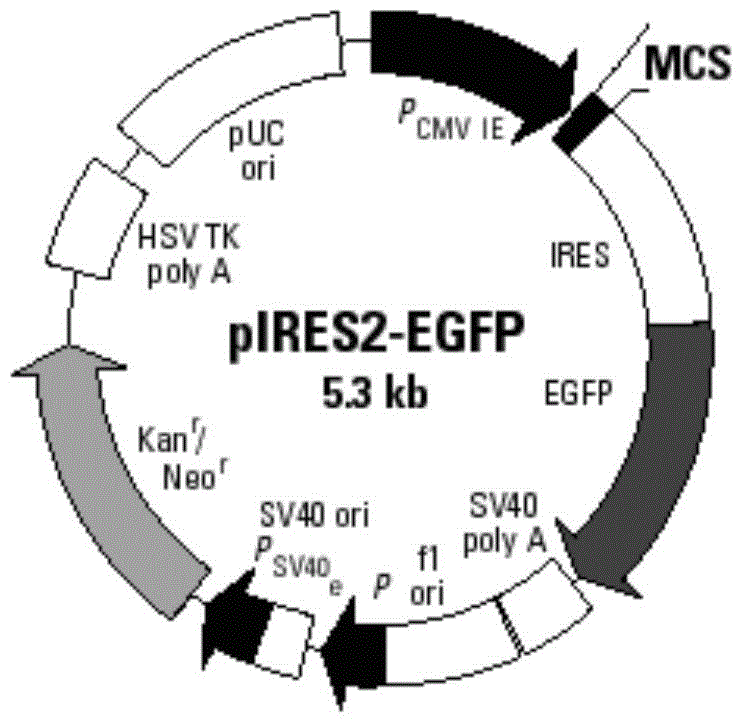 AFP and GM-CSF dual-gene co-expression recombinant vector as well as preparation method and application of recombinant vector