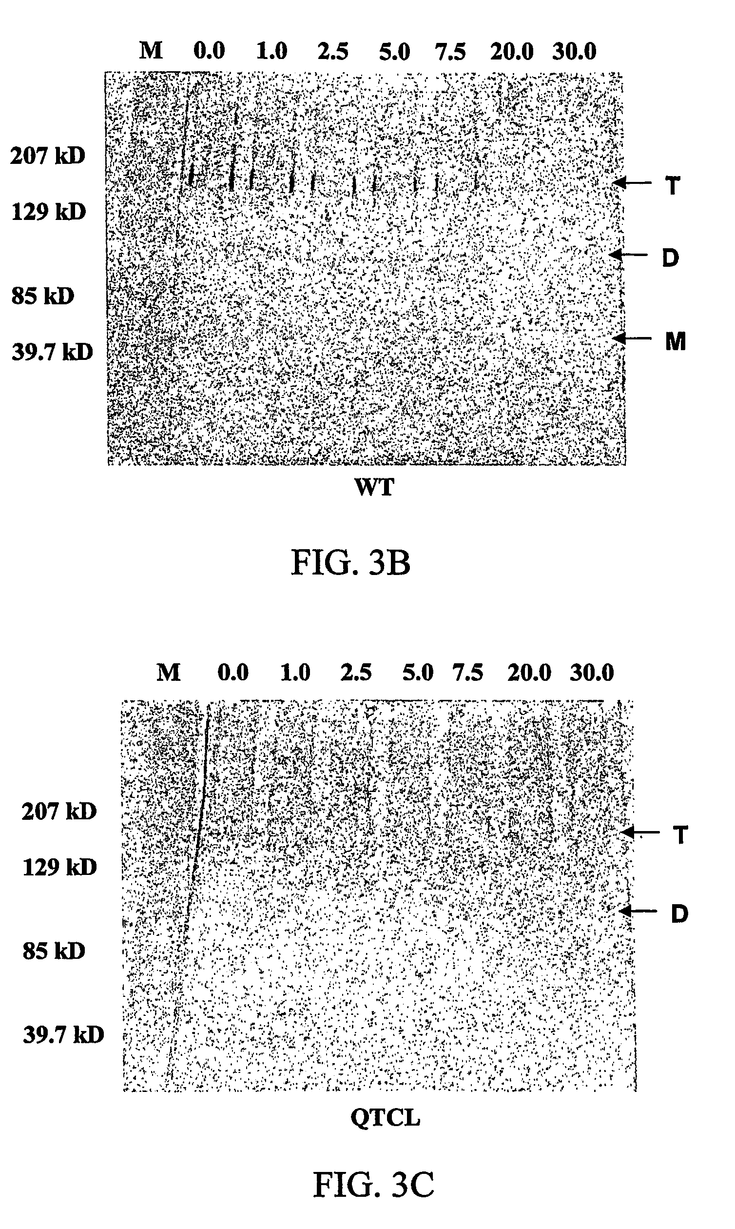 Heat stable variants of plant adenosine diphosphate glucose pyrophosphorylase small subunit