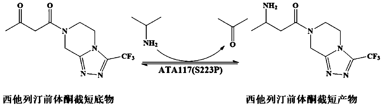 Recombinant R-type transaminase, mutant and application thereof