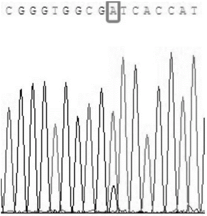 Molecular marker affecting early-stage growth of goats, detection method and application thereof