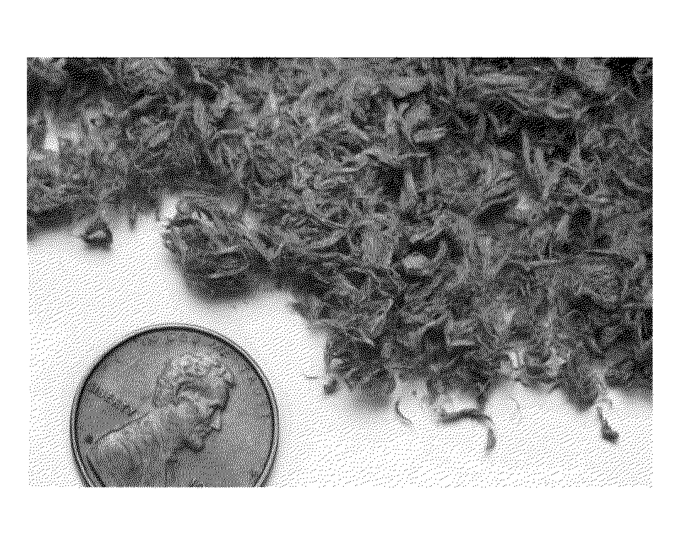 Materials suitable as substitutes for peat mosses and processes and apparatus therefor