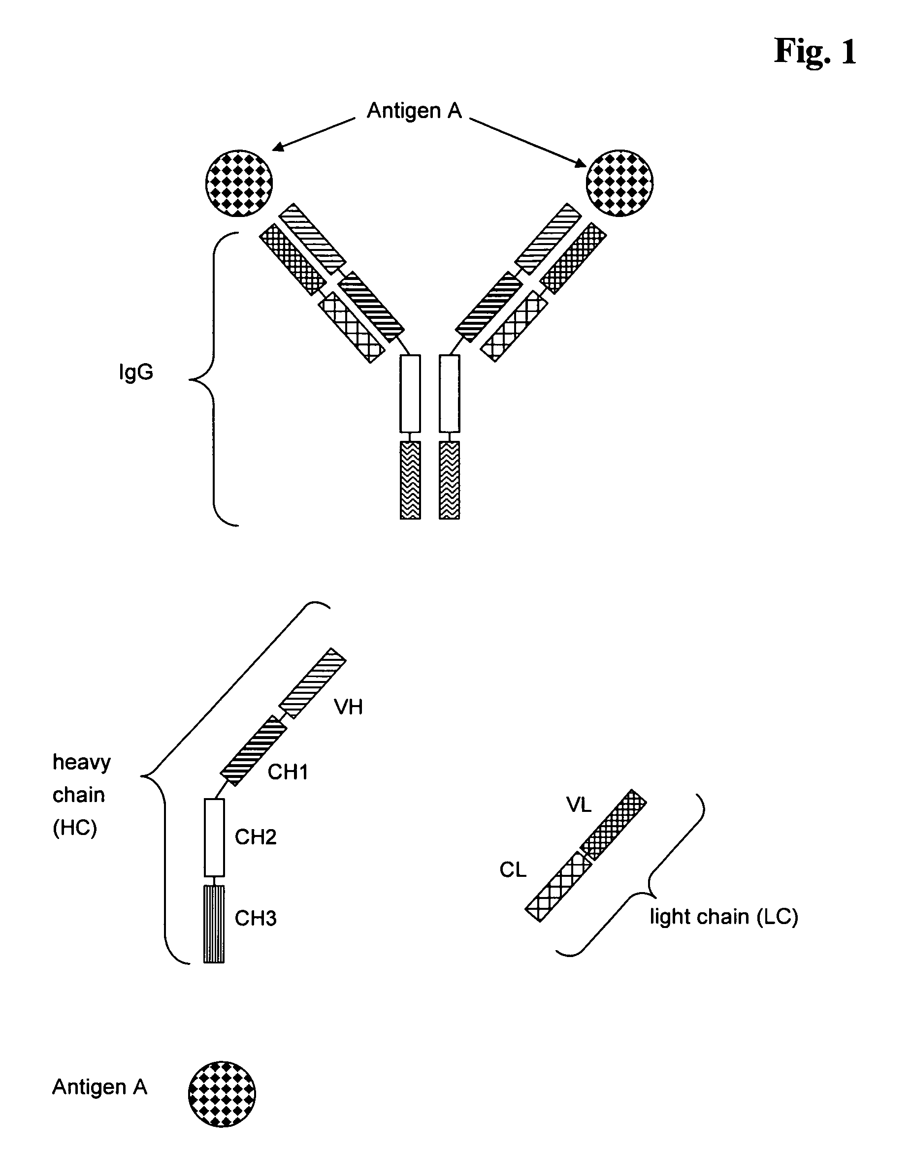 Bivalent, bispecific antibodies