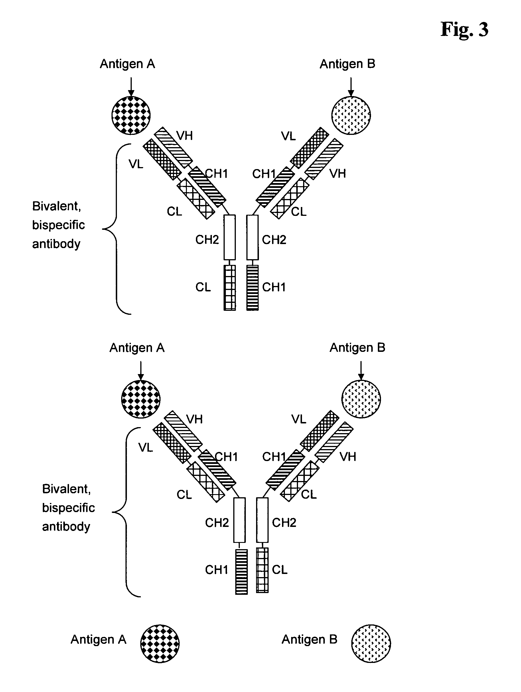 Bivalent, bispecific antibodies