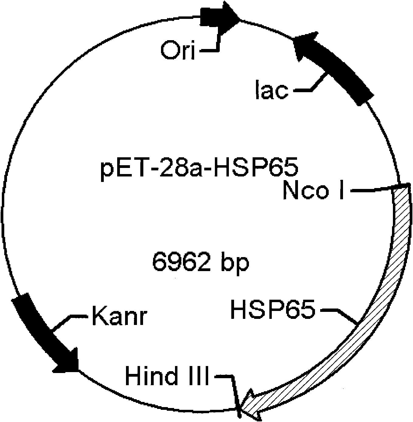 Immunomodifier for reducing blood total cholesterol and administration method thereof