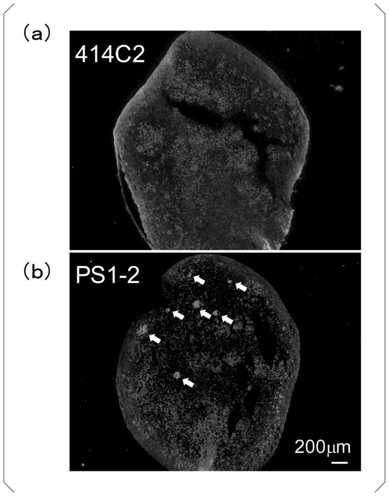 Production method for cerebral organoid