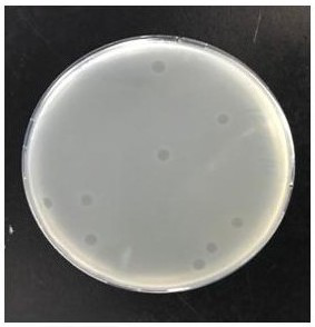 Bacteriophage vB_Yen_X1 and application thereof in prevention and treatment of Yersinia pestis infestation