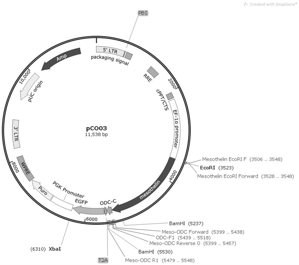 Mesothelin-ODC422-461 fusion protein expressed by DCs (dendritic cells) and application of mesothelin-ODC422-461 fusion protein