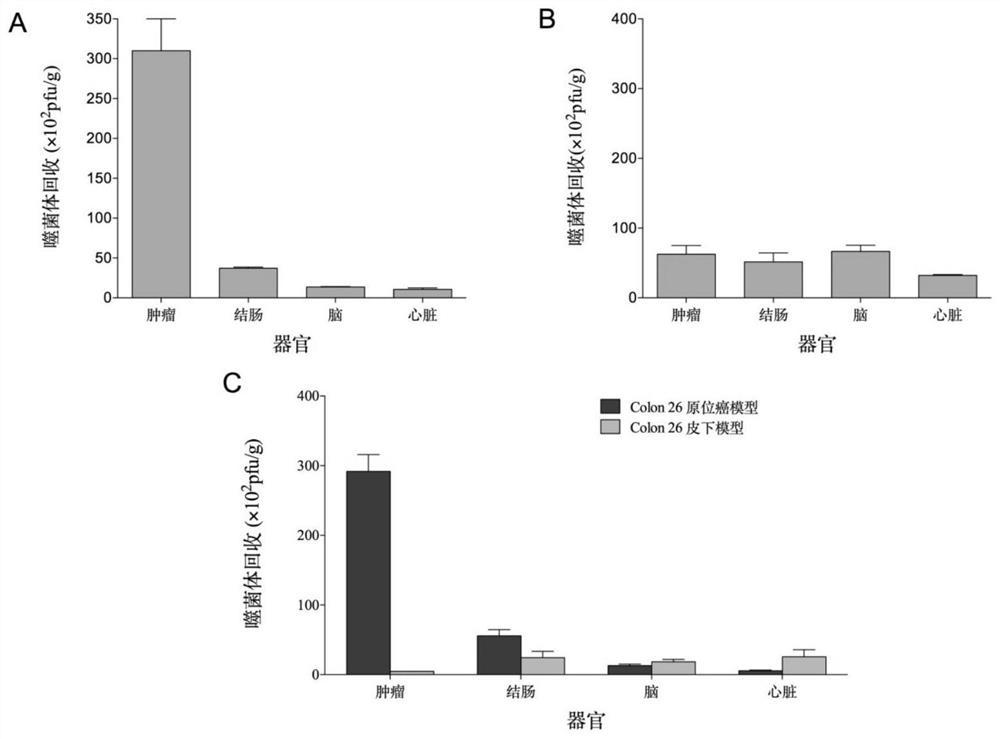 Tumor blood vessel and m1 type macrophage targeting peptide and use thereof