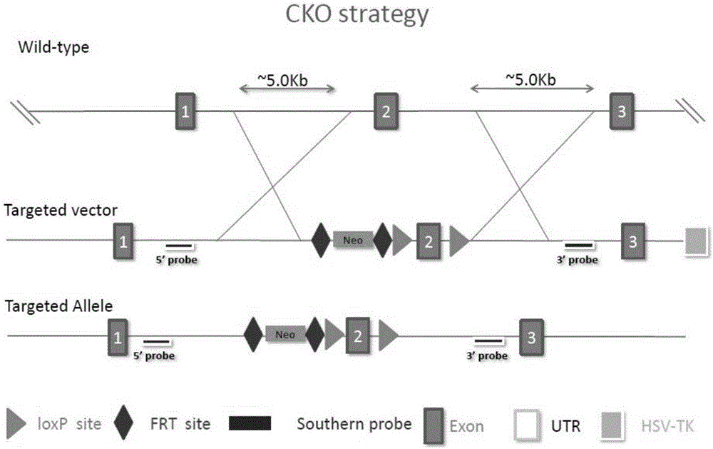 Cre-LoxP condition-based GLCCI1 gene knockout mouse model constructing kit and constructing method