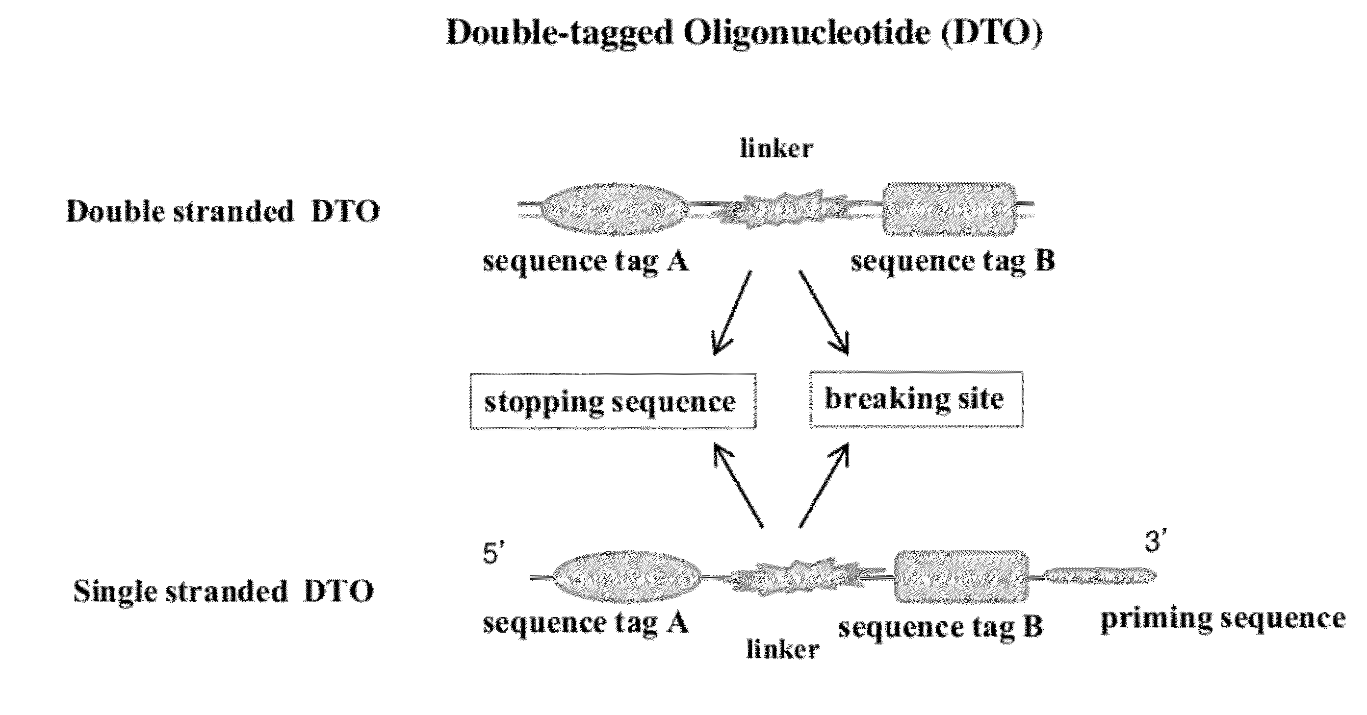 Methods of Making Di-Tagged DNA Libraries from DNA or RNA Using Double-tagged Oligonucleotides