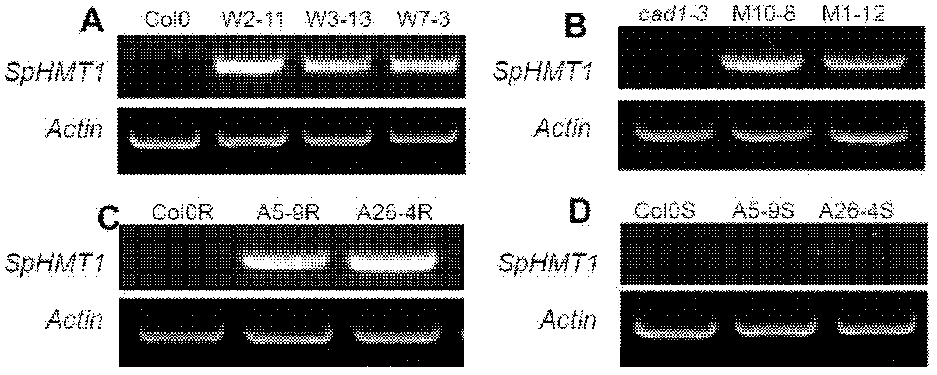 Method for improving plant heavy metal tolerance and regulating heavy metal oriented distribution