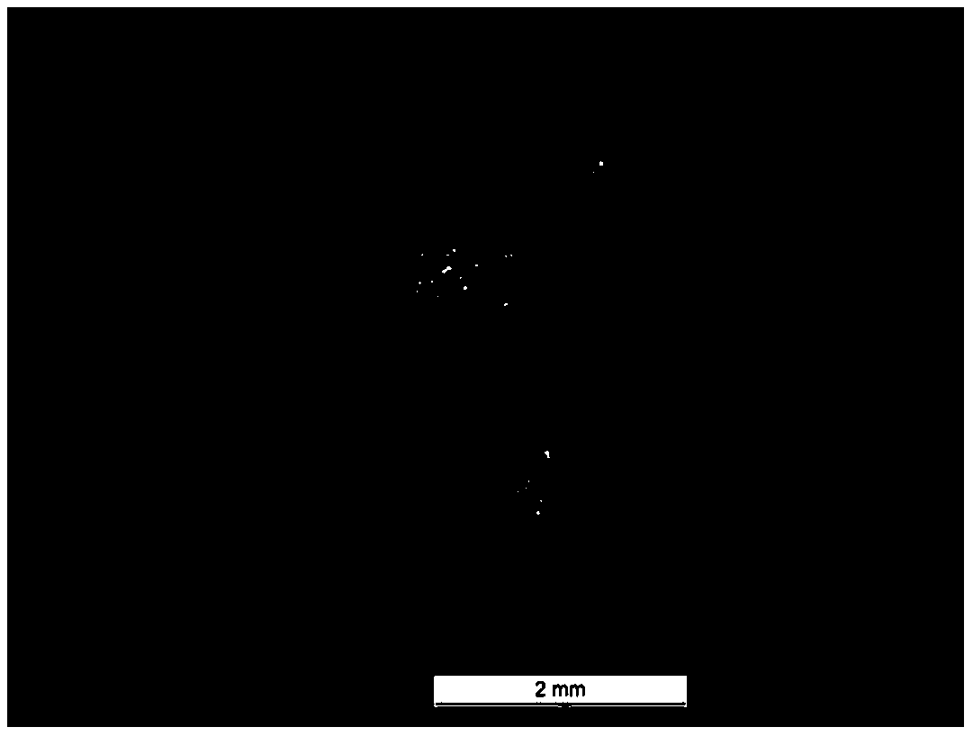 Passiflora foetida tissue culture method