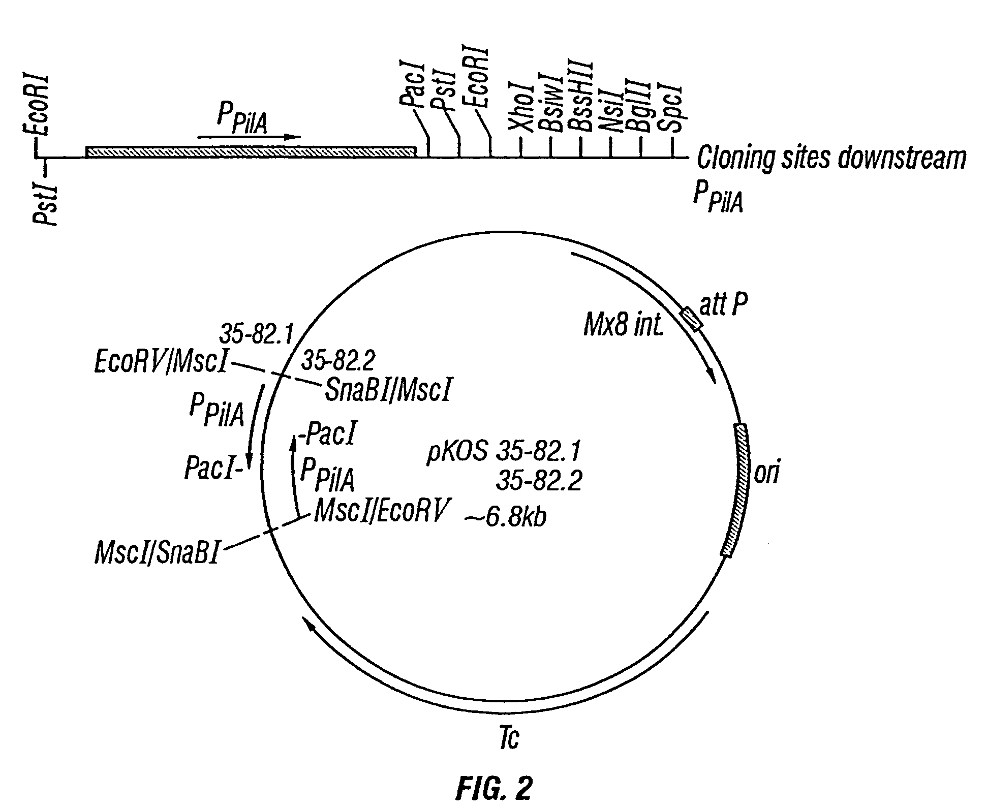 Production of polyketides