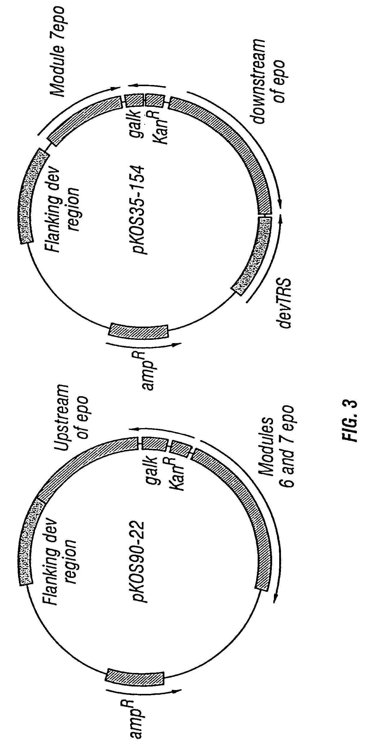 Production of polyketides