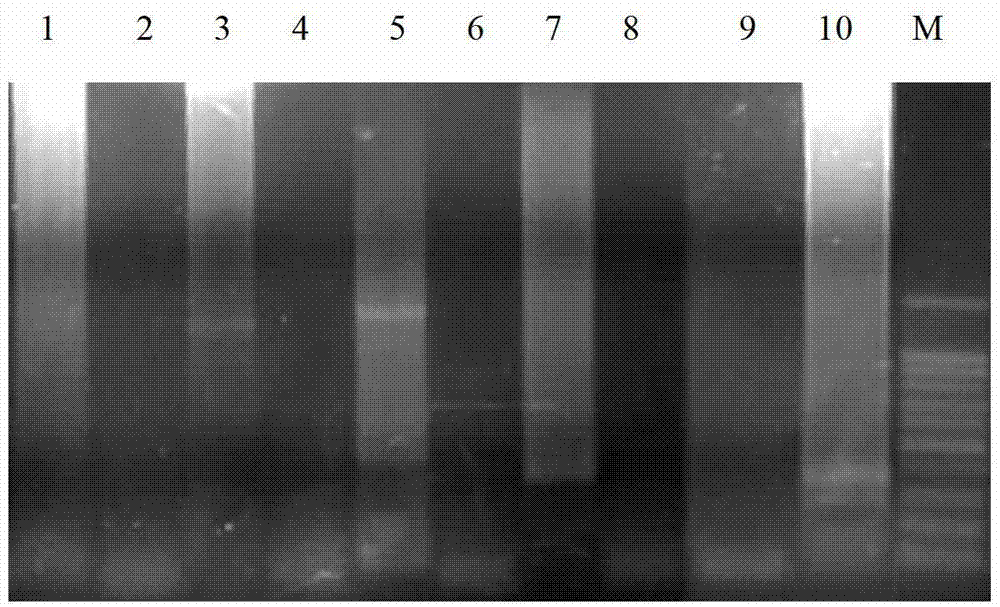 Ammopiptanthus mongolicus low-temperature stress related gene, and expression carrier and applications thereof