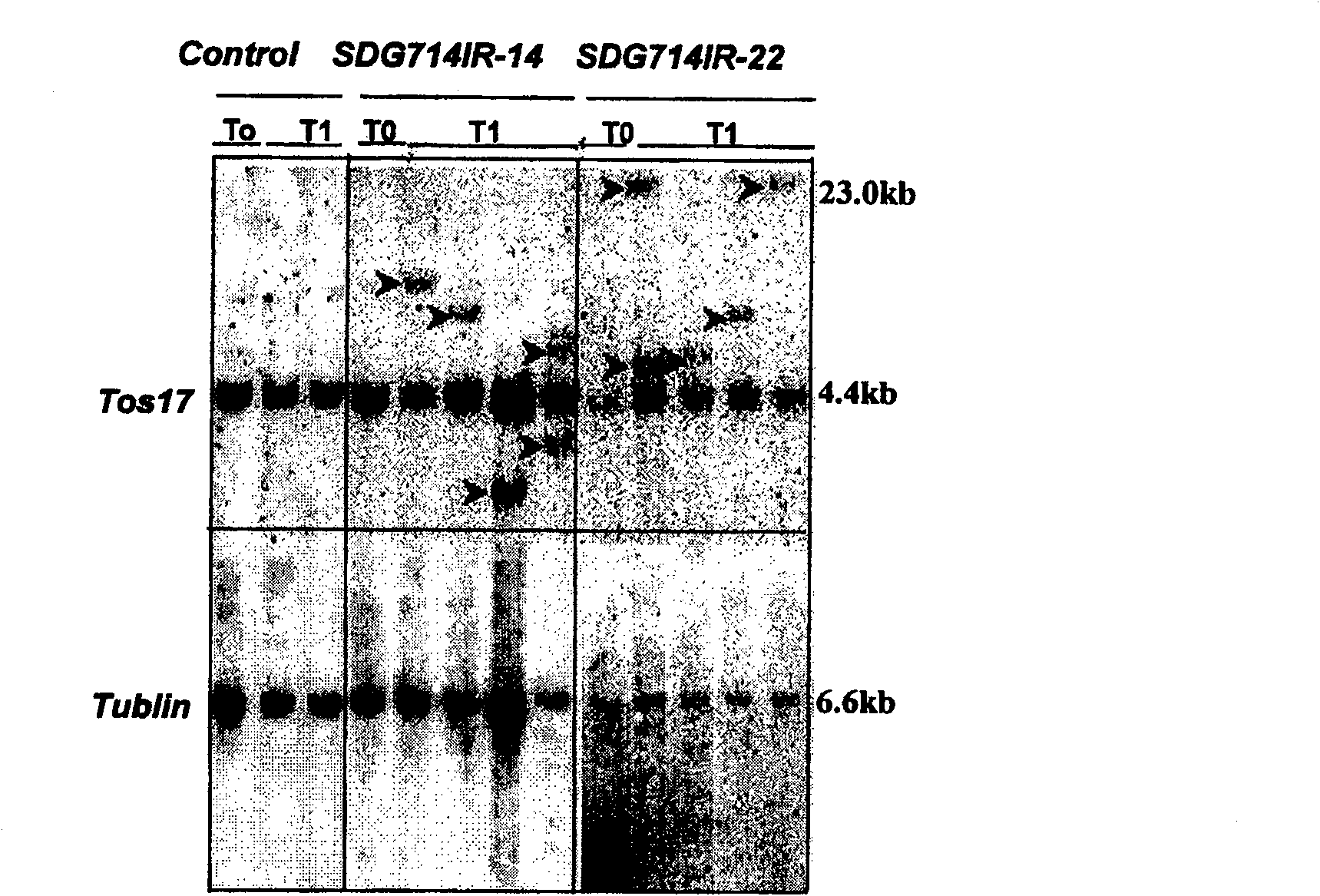 Histone methylated transferase and its encoding gene and application