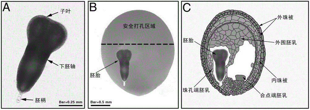 Production method and application of glass microscale aspirator