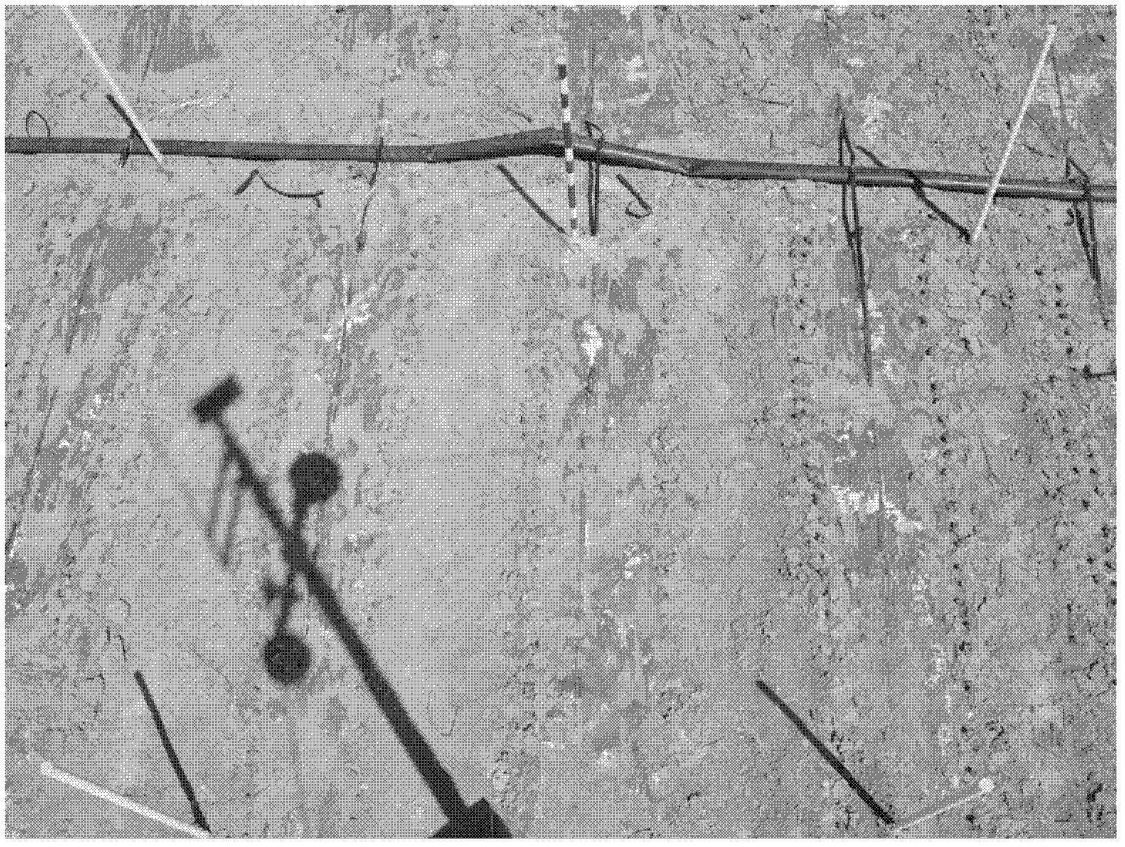 Method for automatically detecting three-true-leaf period of cotton