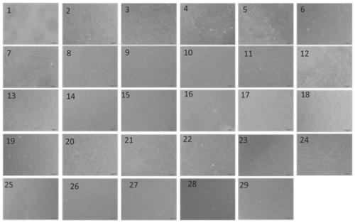 Culture media for hepatocyte culture and liver organ preparation