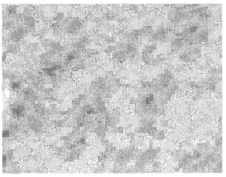 Fine grain titanium fiber pumice magnesium alloy composite material and preparation method thereof