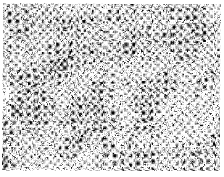 Fine grain titanium fiber pumice magnesium alloy composite material and preparation method thereof