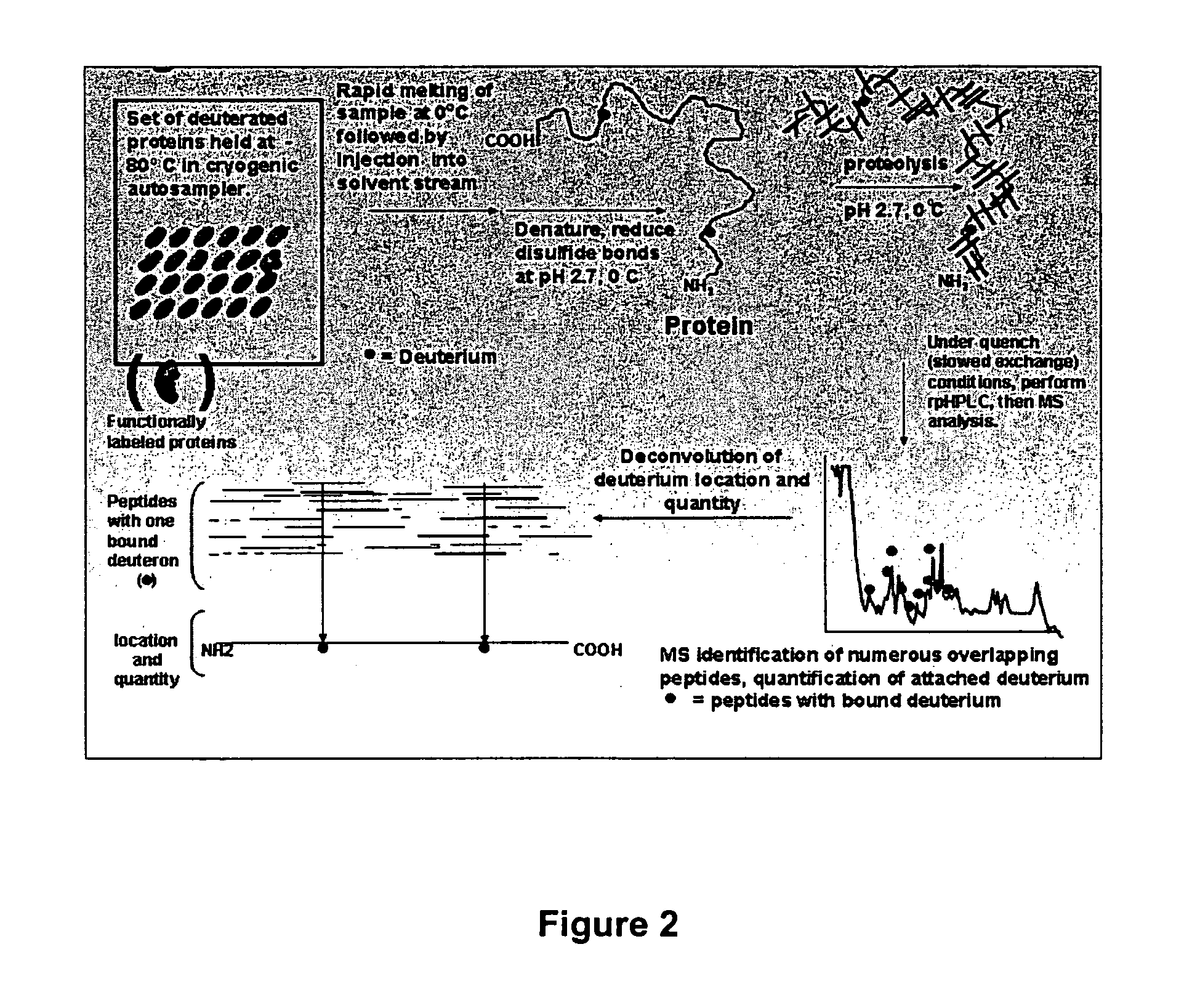 Enhanced methods for crystallographic structure determination employing hydrogen exchange analysis