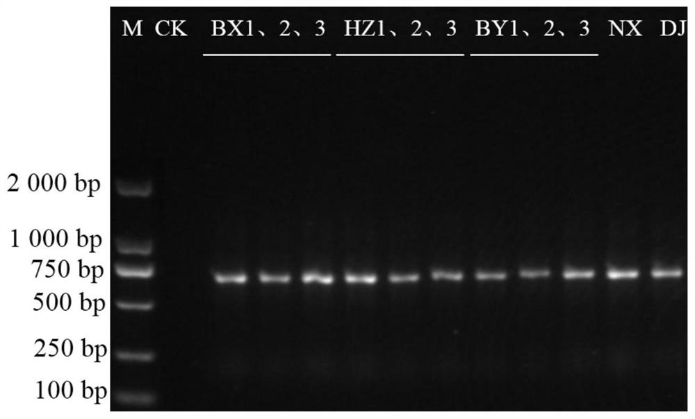 Method for identifying traditional Chinese medicinal material rhizome pinelliae and easily-confused products thereof