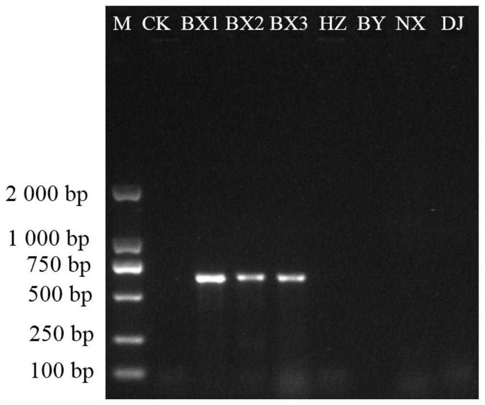 Method for identifying traditional Chinese medicinal material rhizome pinelliae and easily-confused products thereof