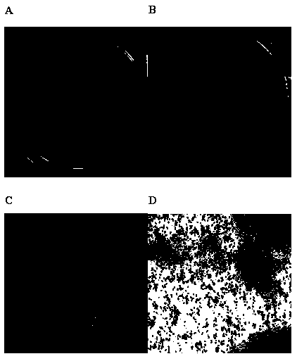 Agrobacterium with free living nitrogen fixation, phosphate dissolution and potassium dissolution capacity and application of agrobacterium