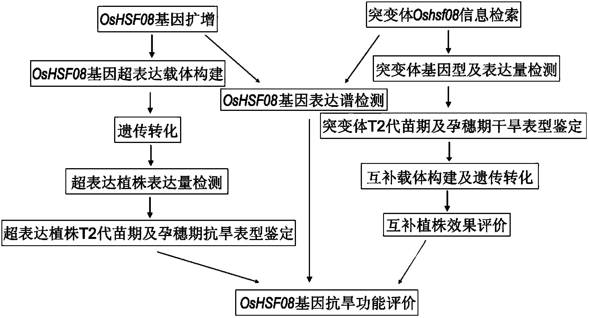 Application of OsHSF08 gene in controlling rice drought resistance