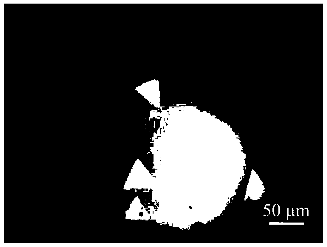 Single-layer transition metal disulfide flexible photodetector preparation method