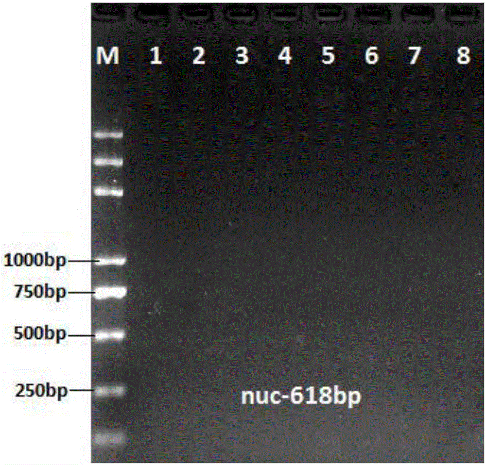 Staphylococcus aureus PCR (polymerase chain reaction) detection primer, kit and detection method