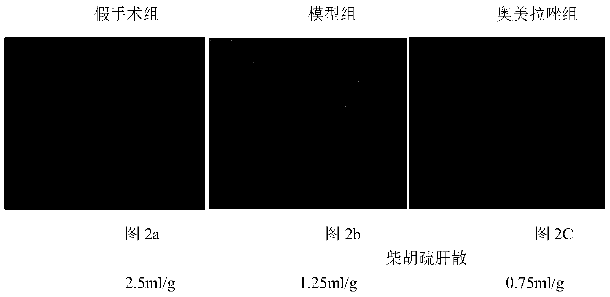 Research method of action mechanism for promoting gastric mucosa repairing to treat gastric ulcer through JNK/SAPK and ERK signal channels