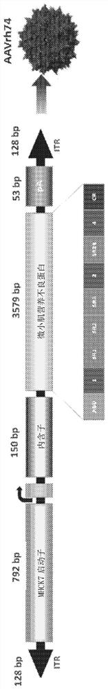 Adeno-associated virus vector delivery of muscle specific micro-dystrophin to treat muscular dystrophy