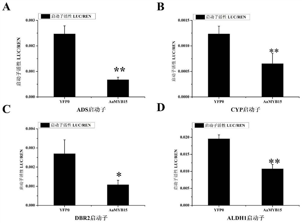 Artemisia apiacea MYB transcription factor AaMYB15 and application thereof