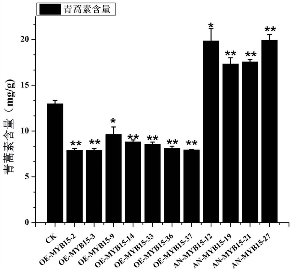 Artemisia apiacea MYB transcription factor AaMYB15 and application thereof