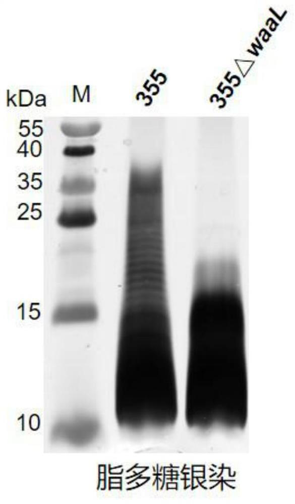 Fusion protein modified by klebsiella pneumonia polysaccharide, and application of fusion protein