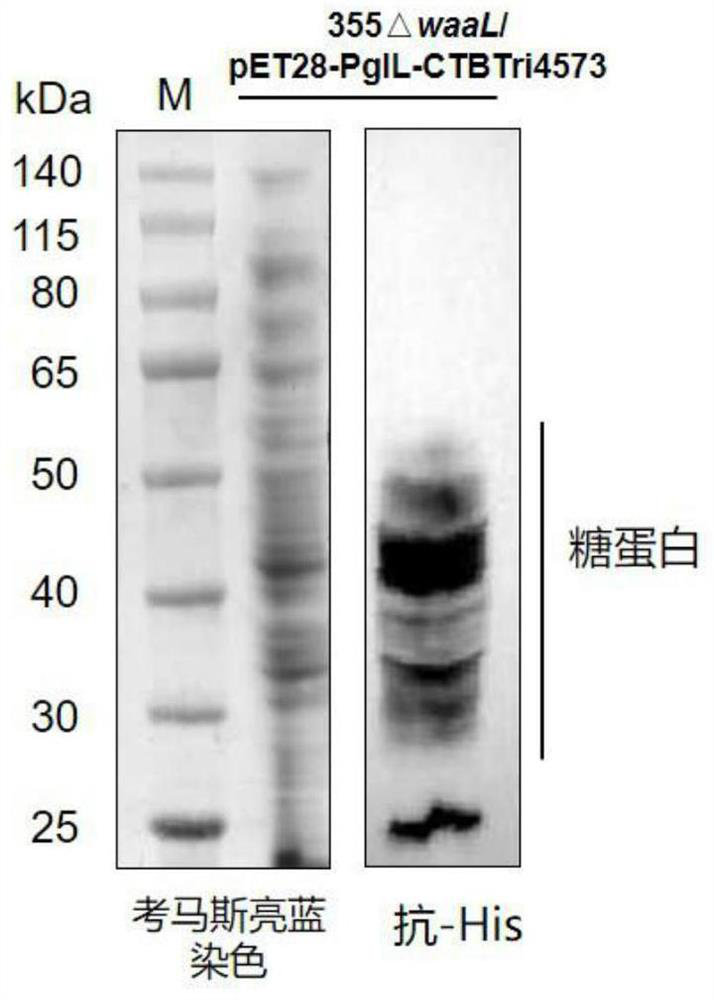 Fusion protein modified by klebsiella pneumonia polysaccharide, and application of fusion protein